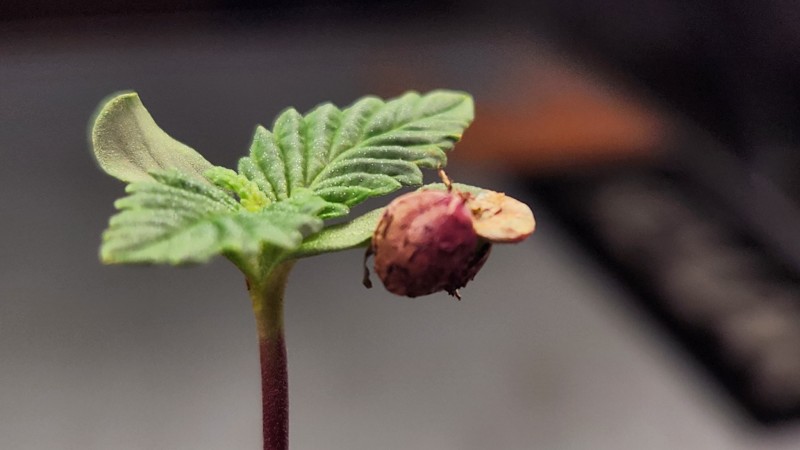 16801401932732266166450204966491