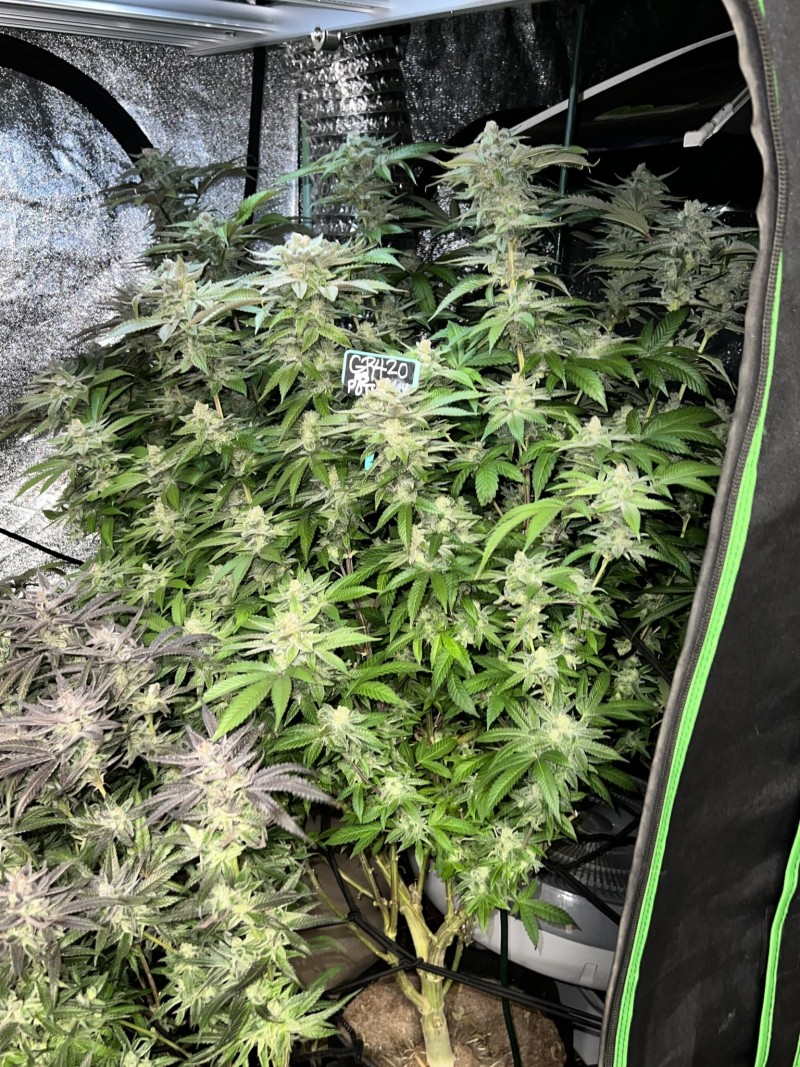 BC9DD3B5-9571-47CD-9C7A-73DD18708DCF