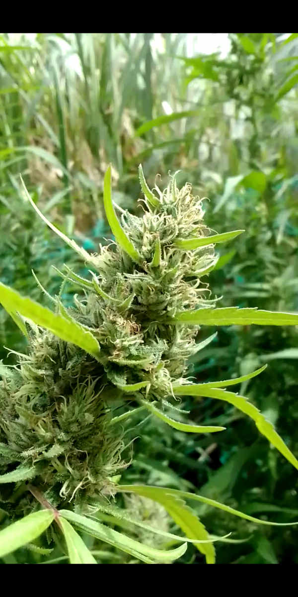 Screenshot_20230401-161150