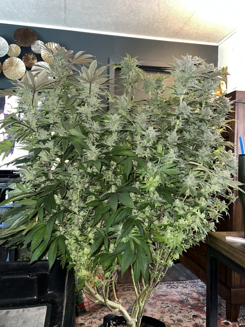 747DD9BF-0A48-4A98-A0E8-BC2815E20EFE