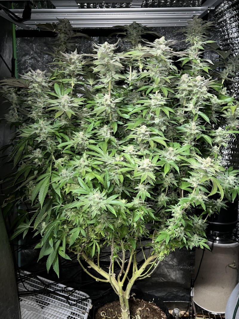 0D223274-1284-4664-B1D6-D721A1852774