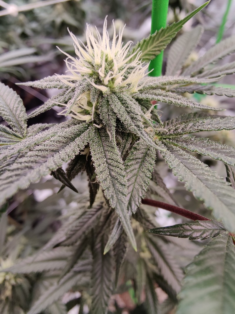 Dunkin's Dumpster Day 35