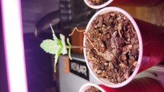 16805432875982264687809361791844