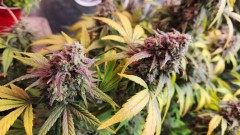 16805658103302743979964310731413