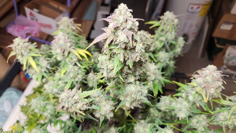 1680568483083723507961982215373