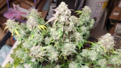 1680568483083723507961982215373