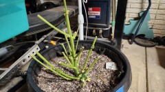 16808003014122136472788412324377