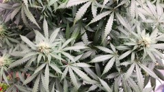 16808004727539113637249788169437