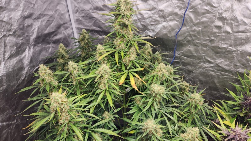 16808005261864664511429705899205