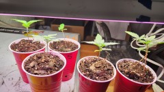 1680812189344236224205131626329