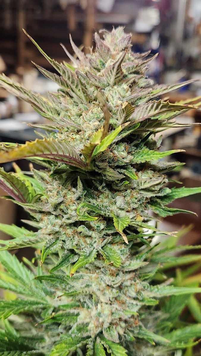 16808279059653999548829378186131