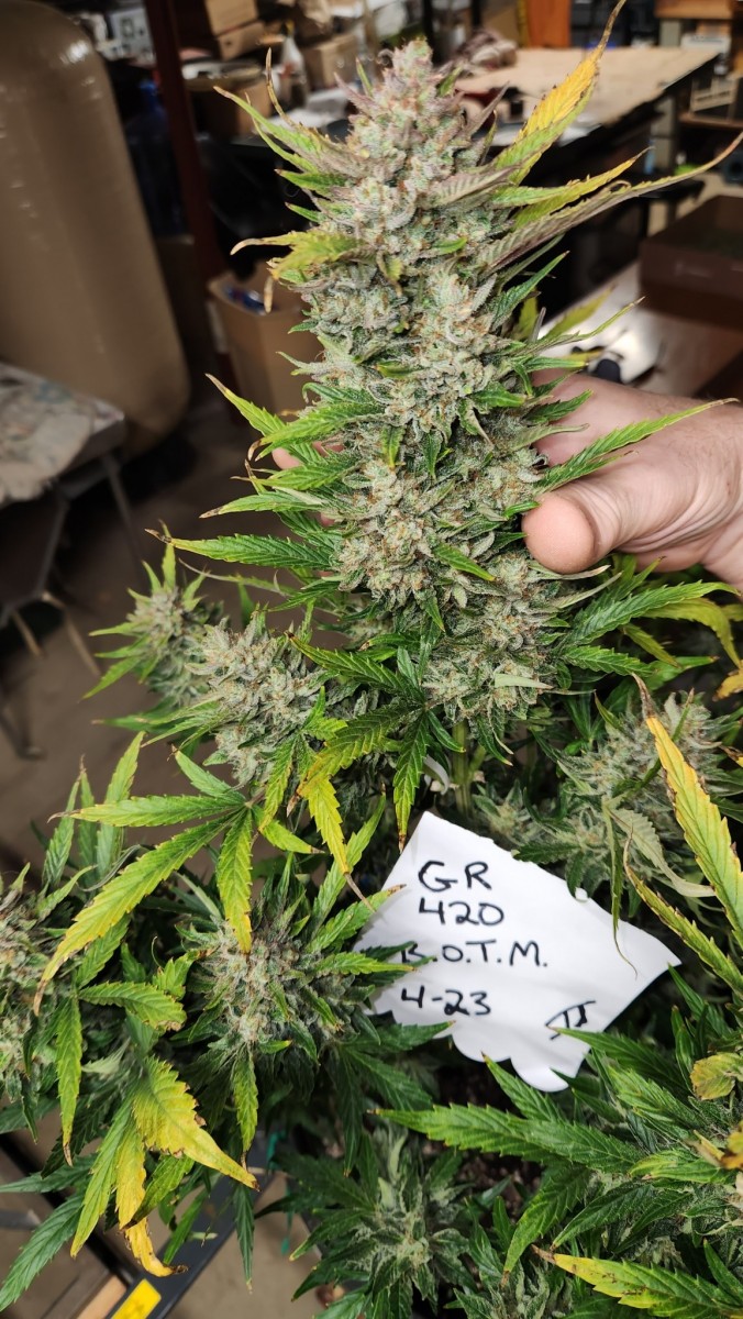 16808281841283070342584546457895