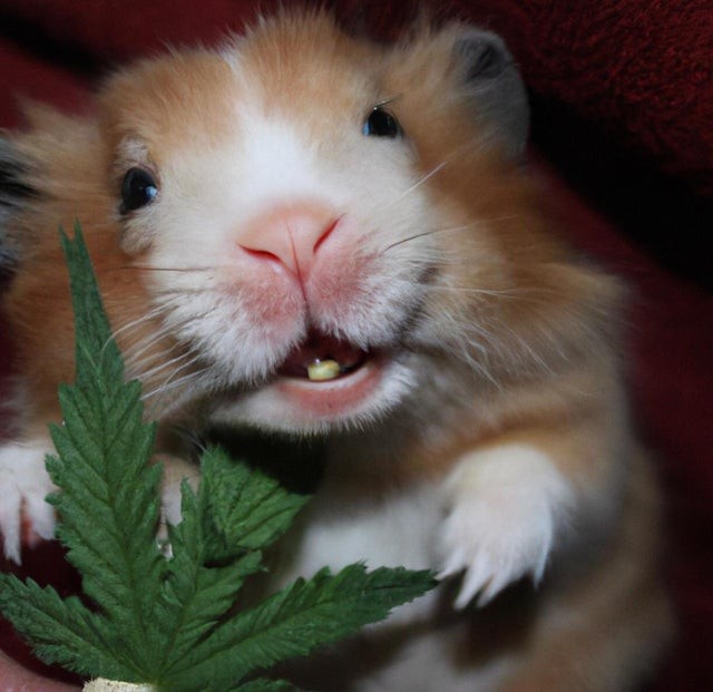 a-stoned-teddy-bear-hamster-v0-phrbth6vdxja1