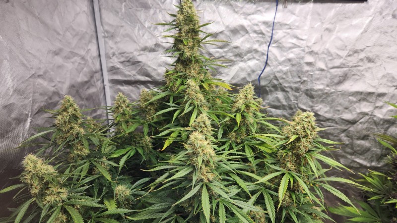 16808976465257304145851142439191