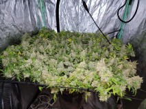 7A8B3C50-A707-4057-9DCC-330546F4624D