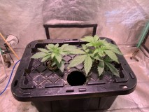 BBE3233E-39A7-411C-84C0-627EFAAC1DDF