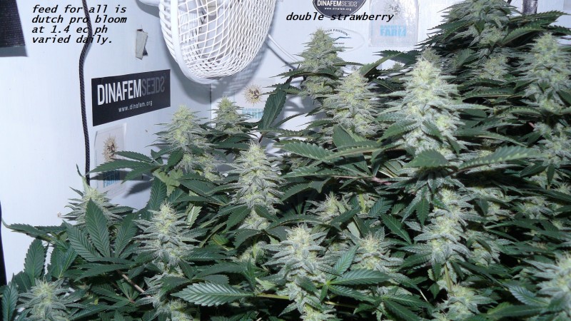 chair diag drobes etc 08 04 23 006