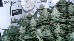 chair diag drobes etc 08 04 23 006