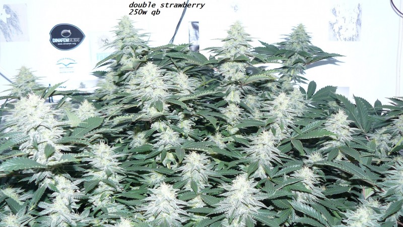 chair diag drobes etc 08 04 23 007