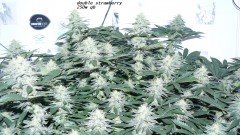 chair diag drobes etc 08 04 23 007