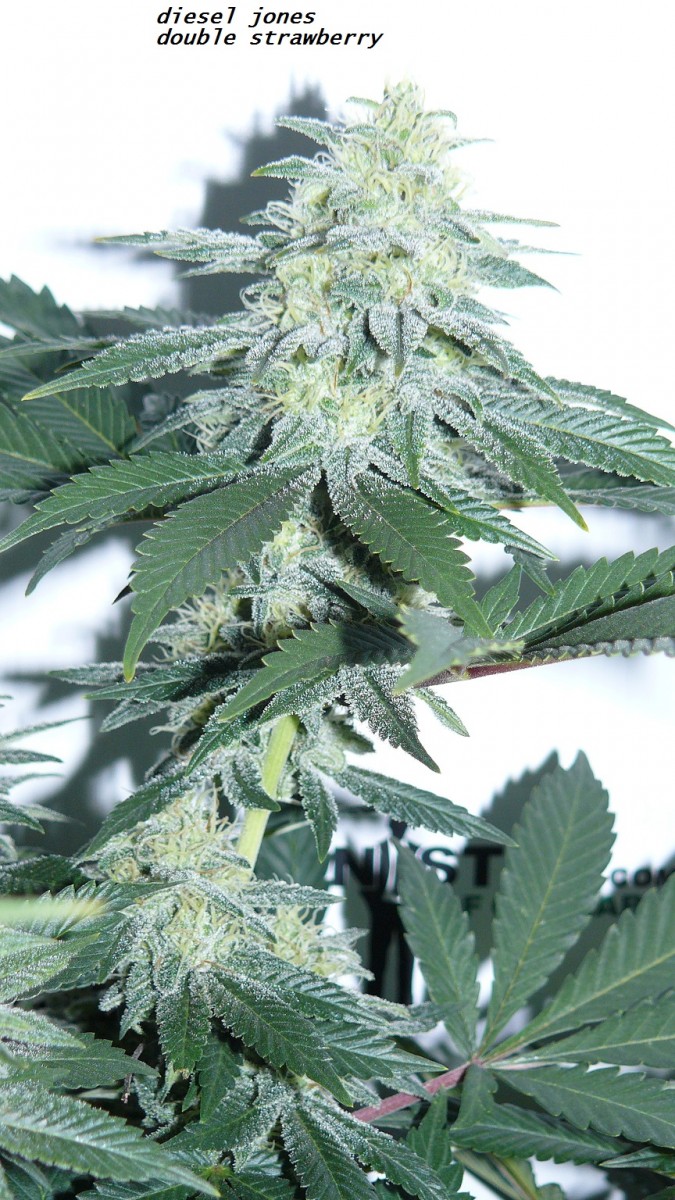 chair diag drobes etc 08 04 23 011