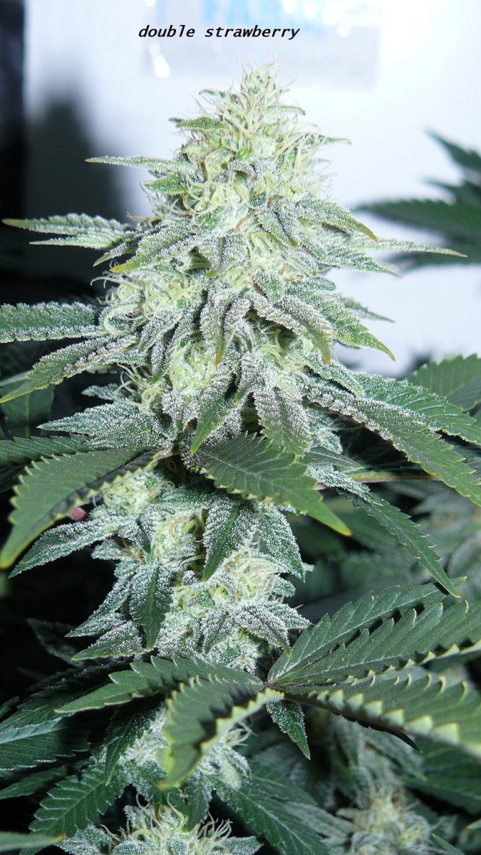 chair diag drobes etc 08 04 23 014