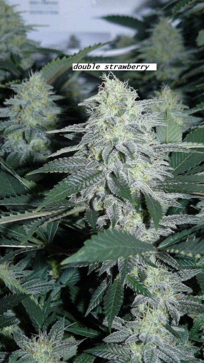 chair diag drobes etc 08 04 23 016