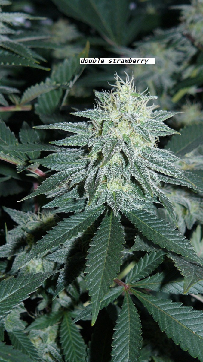 chair diag drobes etc 08 04 23 017