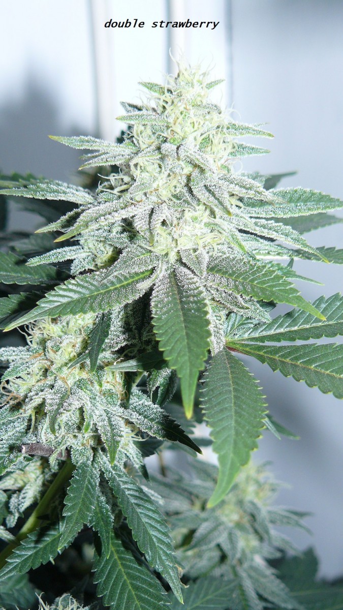 chair diag drobes etc 08 04 23 020