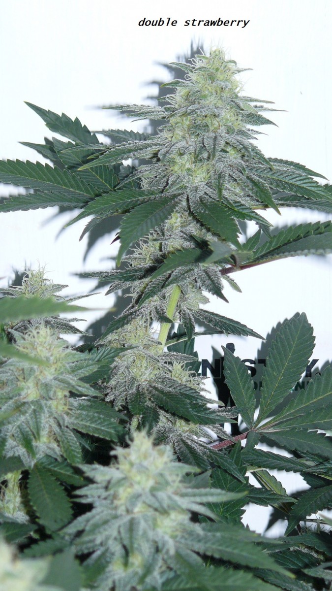 chair diag drobes etc 08 04 23 026