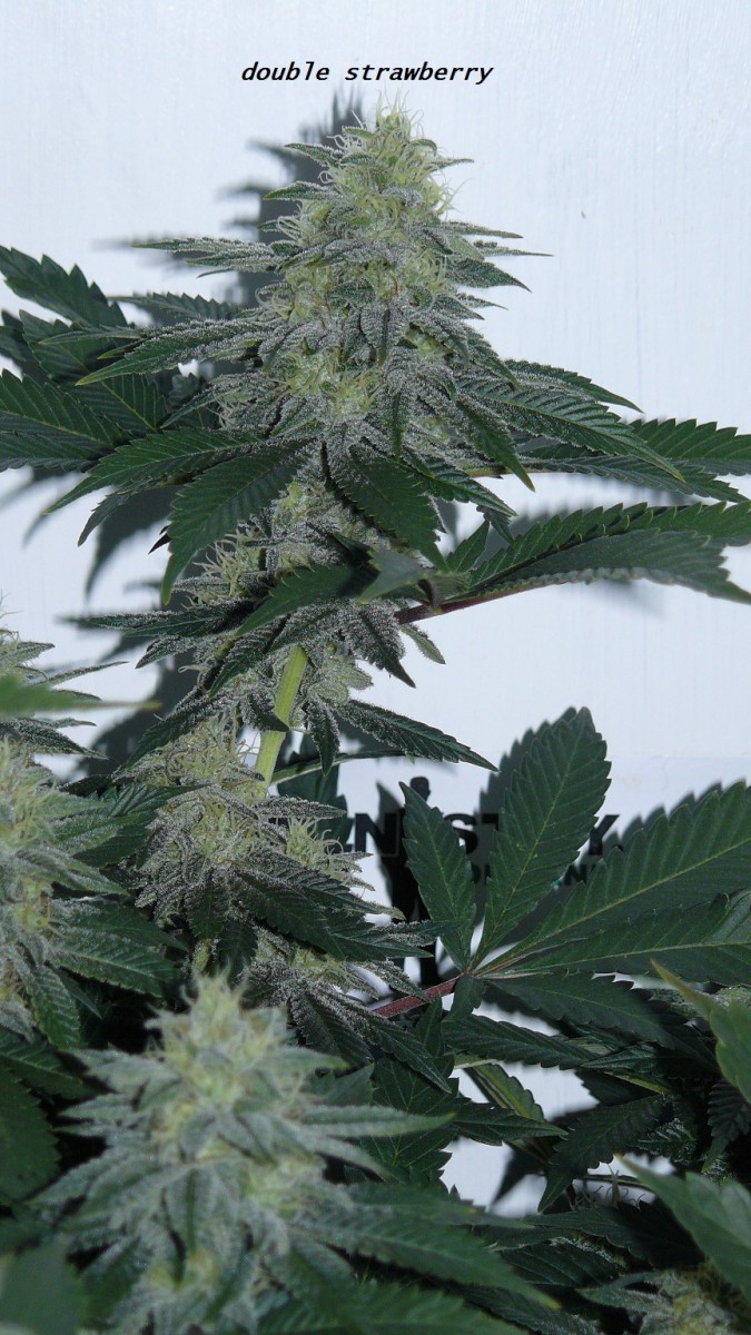 chair diag drobes etc 08 04 23 027