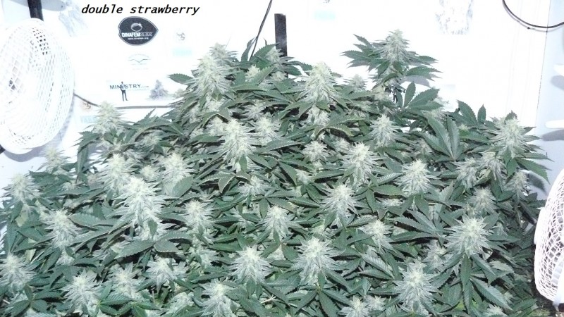 chair diag drobes etc 08 04 23 028