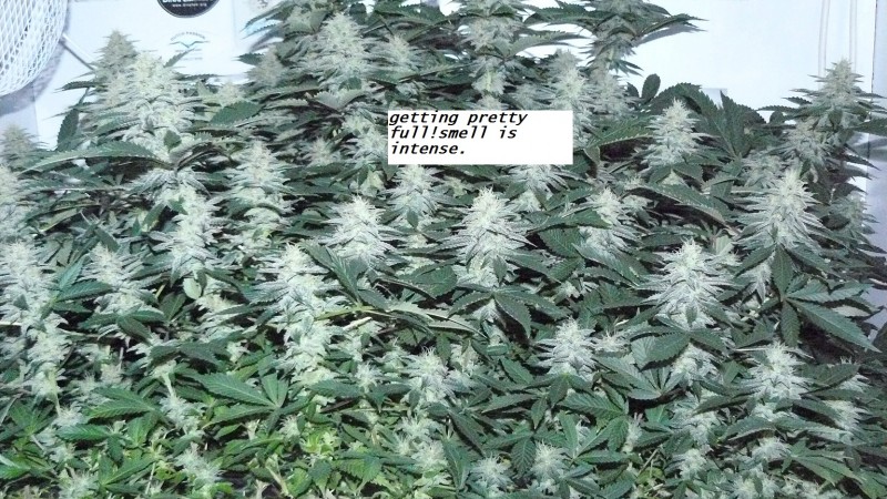 chair diag drobes etc 08 04 23 029