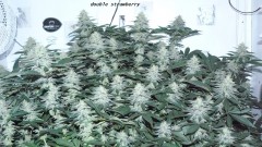 chair diag drobes etc 08 04 23 030