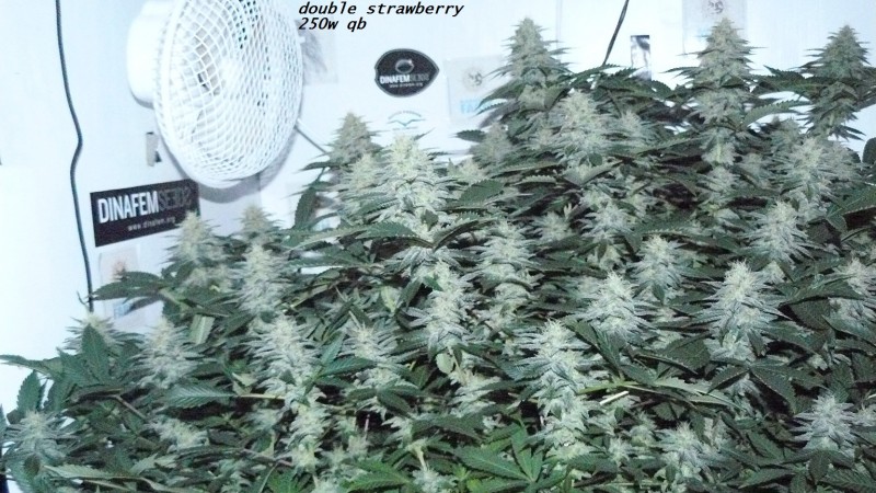 chair diag drobes etc 08 04 23 031