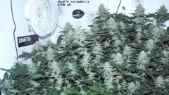 chair diag drobes etc 08 04 23 031