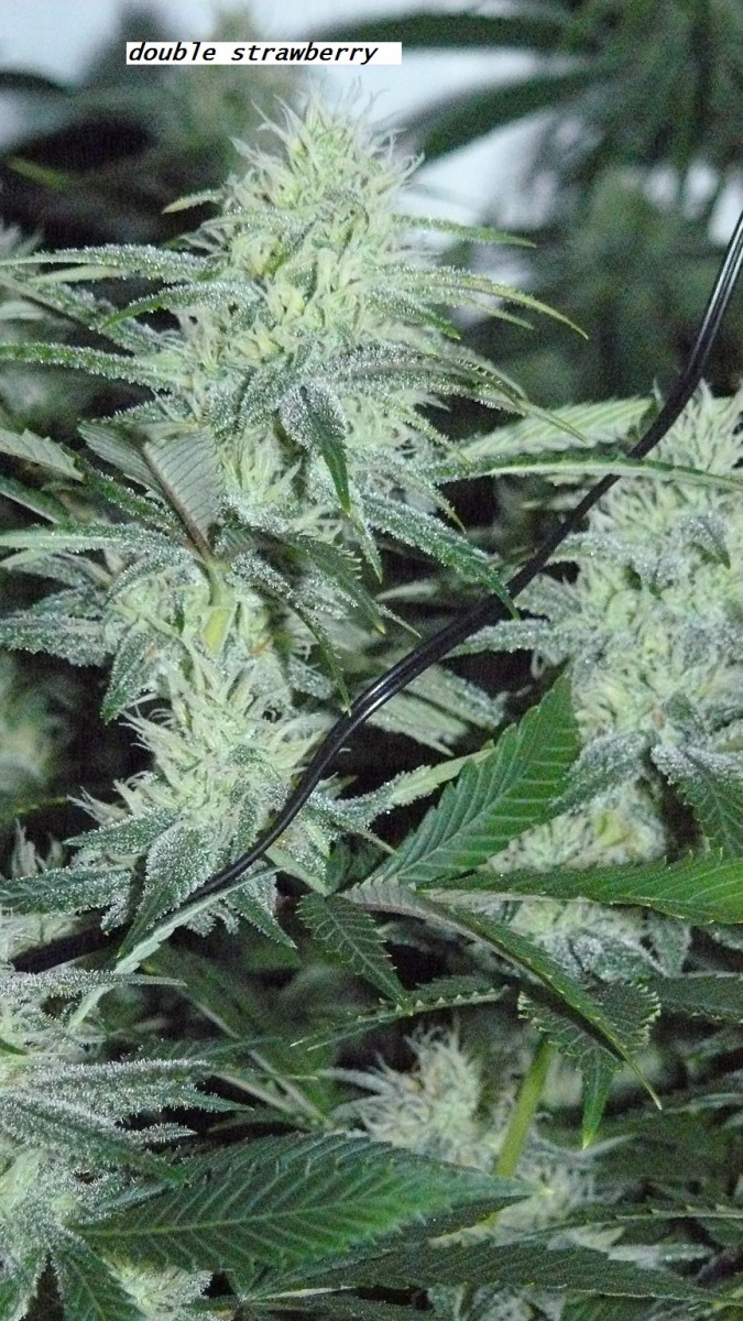 chair diag drobes etc 08 04 23 047