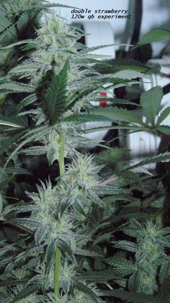 chair diag drobes etc 08 04 23 051