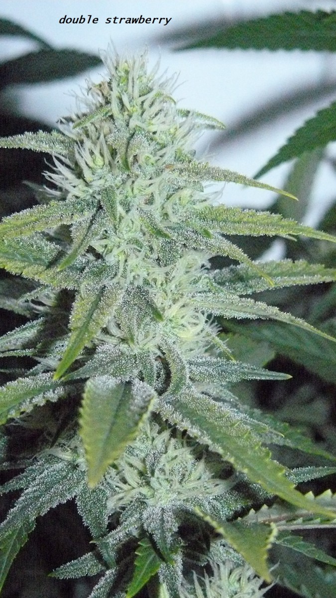 chair diag drobes etc 08 04 23 053