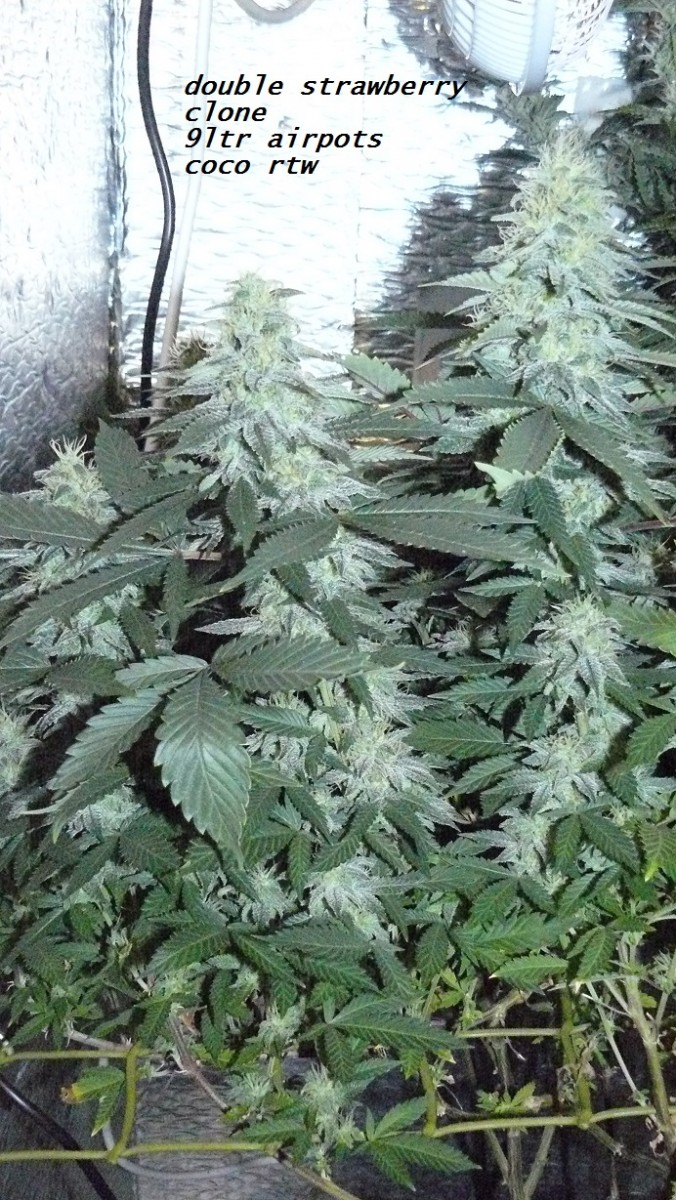 chair diag drobes etc 08 04 23 062