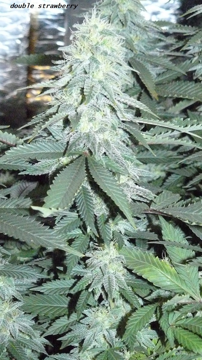 chair diag drobes etc 08 04 23 064