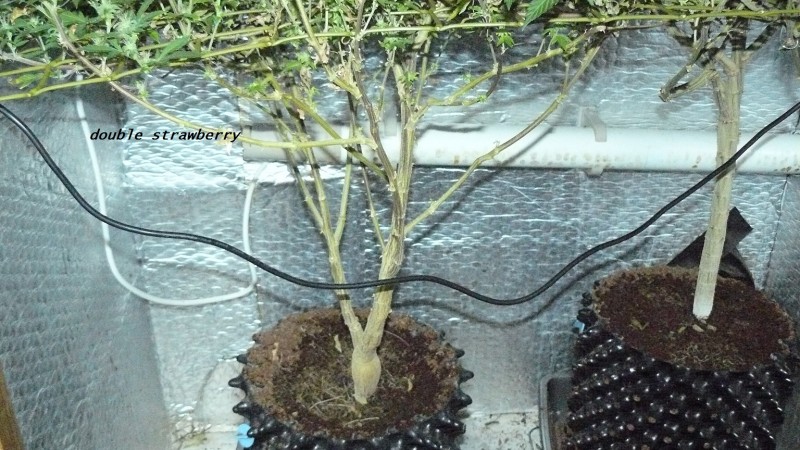 chair diag drobes etc 08 04 23 068