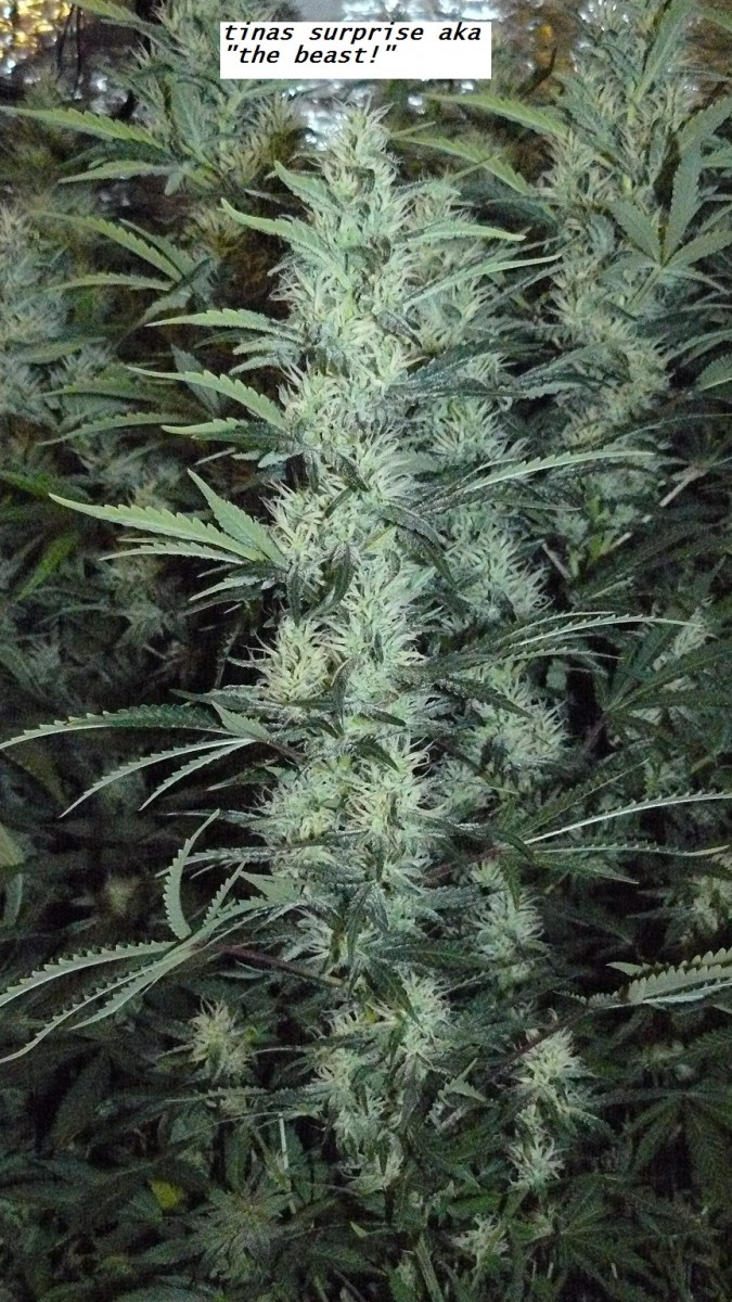 chair diag drobes etc 08 04 23 069