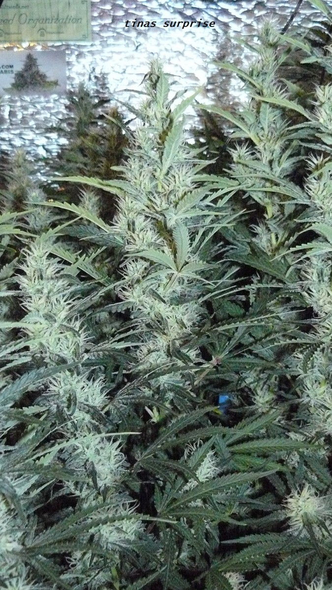 chair diag drobes etc 08 04 23 070