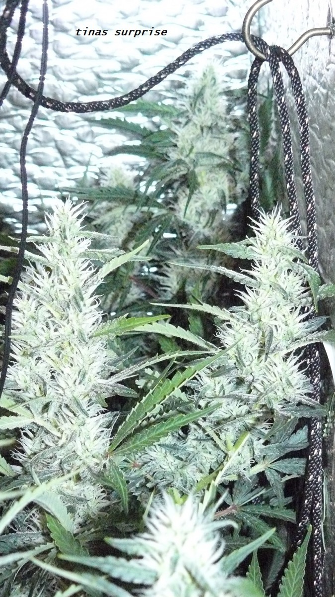 chair diag drobes etc 08 04 23 074