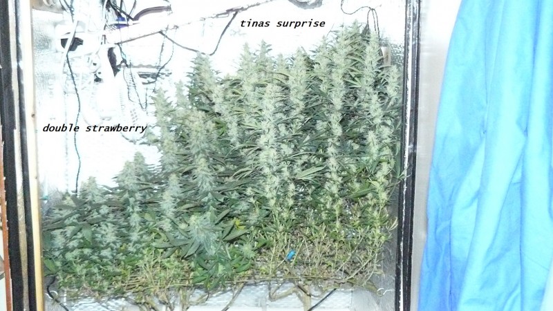 chair diag drobes etc 08 04 23 075