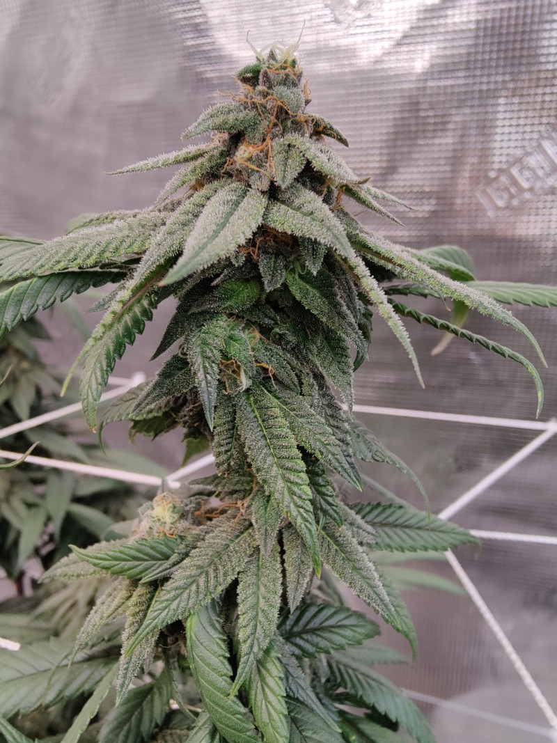 Sour Banana Cookies x Farmers Fire