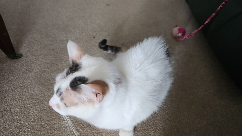 1681219963698298431508332304284