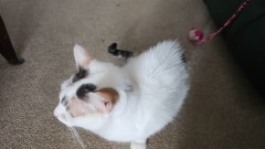 1681219963698298431508332304284