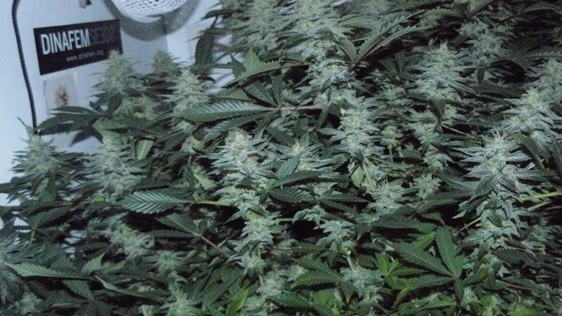 frontroom and drobes 11 04 23 010